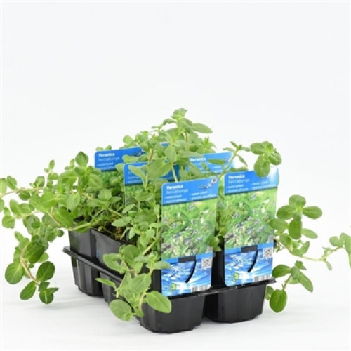 Six Veronica Beccabunga plants in black plastic pots, grouped together in a black plastic bowl, against a white background.