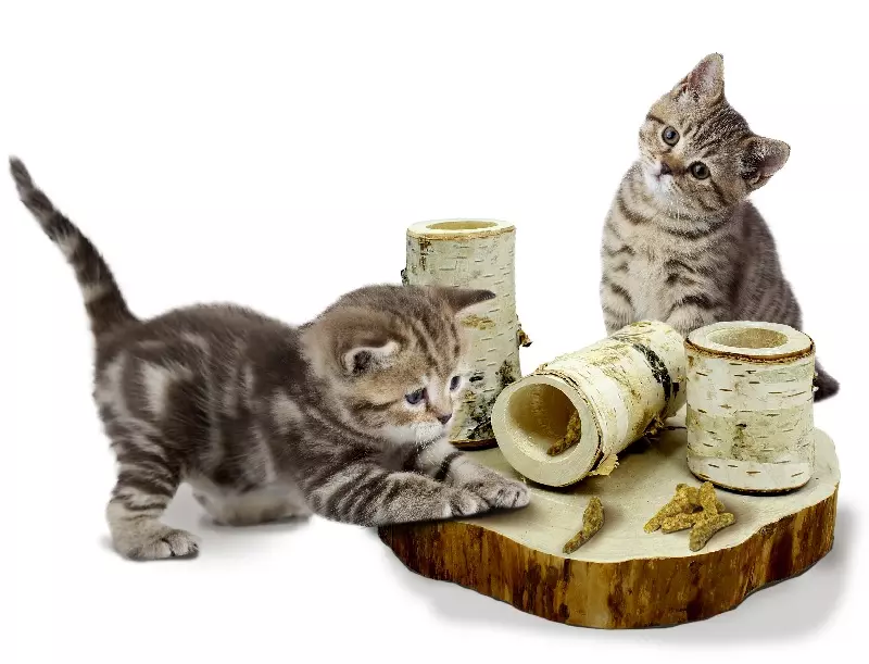 JR Farm Fun Park pour les chats