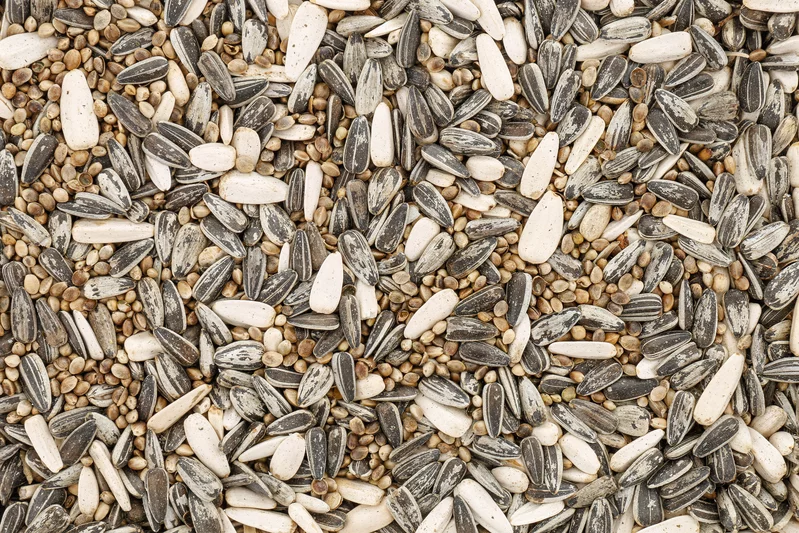 Gros plan sur un mélange pour oiseaux sauvages contenant des graines de tournesol et de petites graines rondes. Texture et diversité de la base alimentaire.