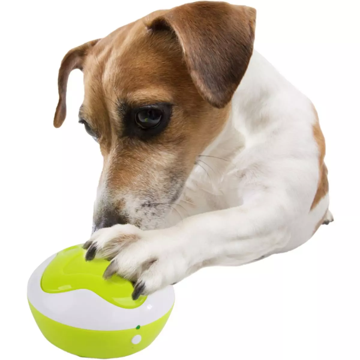 AFP Interpréter pour chien