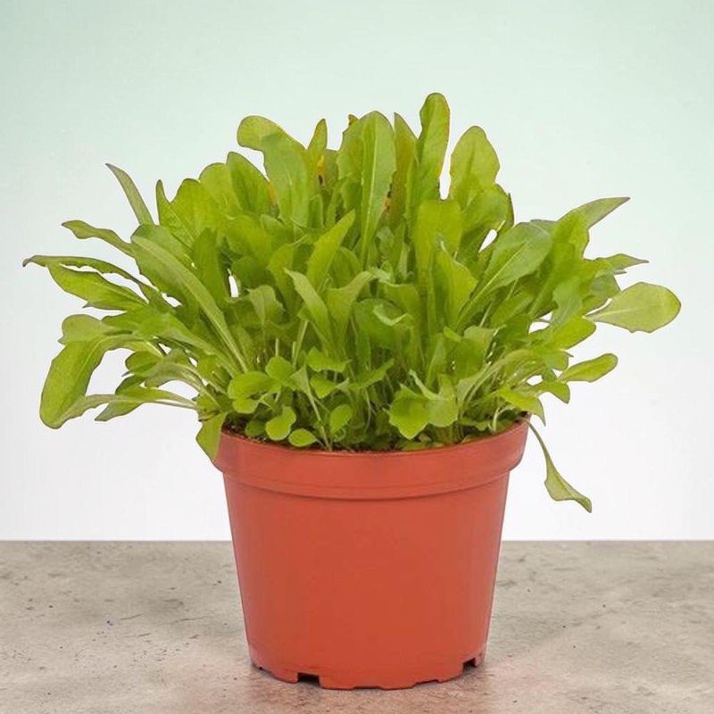Üppige grüne Pflanze mit länglichen, leicht gezackten Blättern, wahrscheinlich Rucola, in einem einfachen runden Terrakottatopf. Die Pflanze füllt den Topf vollständig aus und steht auf einem grauen Untergrund vor einem hellen Hintergrund.
