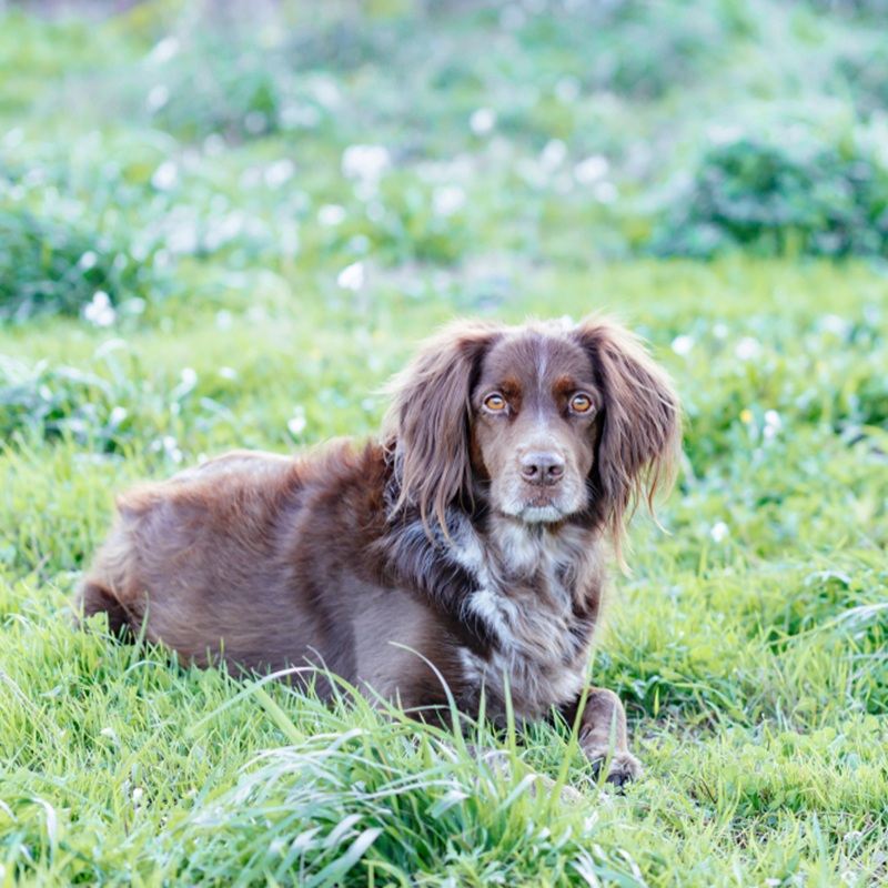 Brauner, langhaariger Grosser Münsterländer liegt im Gras und schaut mit braunen Augen in die Kamera.