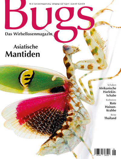 Bugs Nr. 06 - Asiatische Mantiden