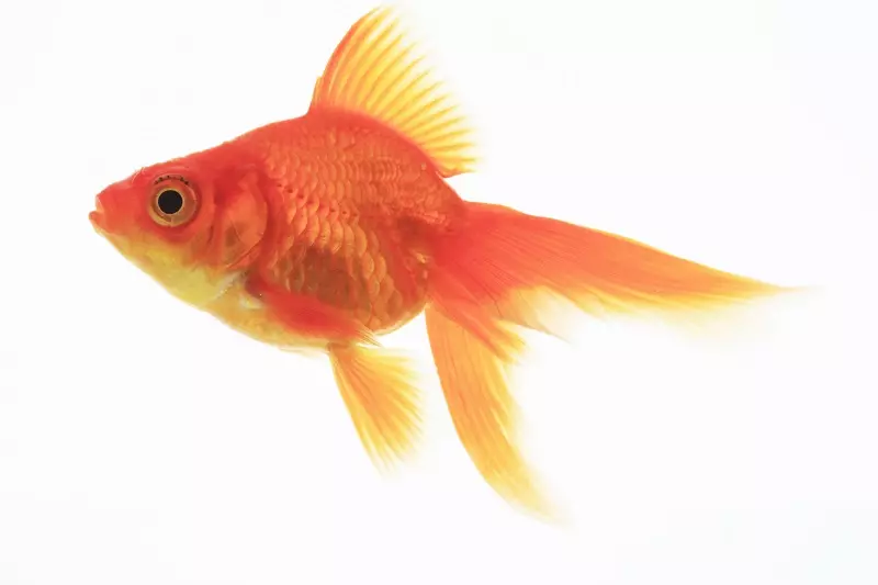 Goldfisch
