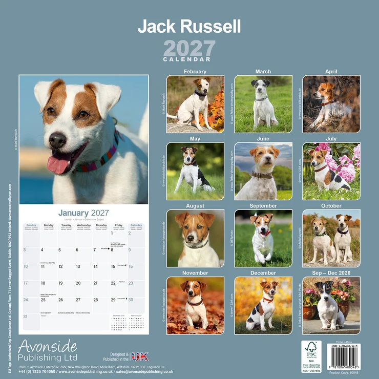 Calendrier 2026 Jack Russell Terrier - Parson Russell Terrier