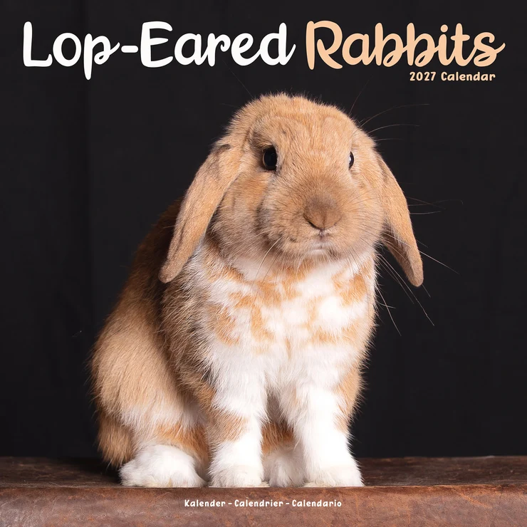 Kalender 2027 Lop-Eared Rabbits - Widder Kaninchen
