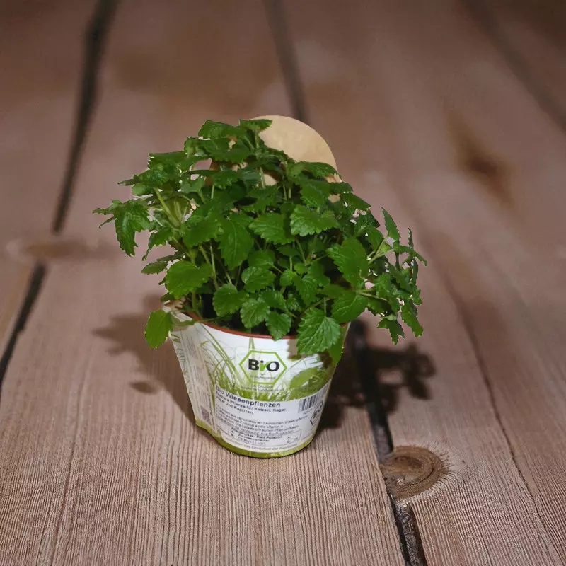 A pot of fresh, green organic lemon balm stands on a wooden table. The label of the pot is visible.