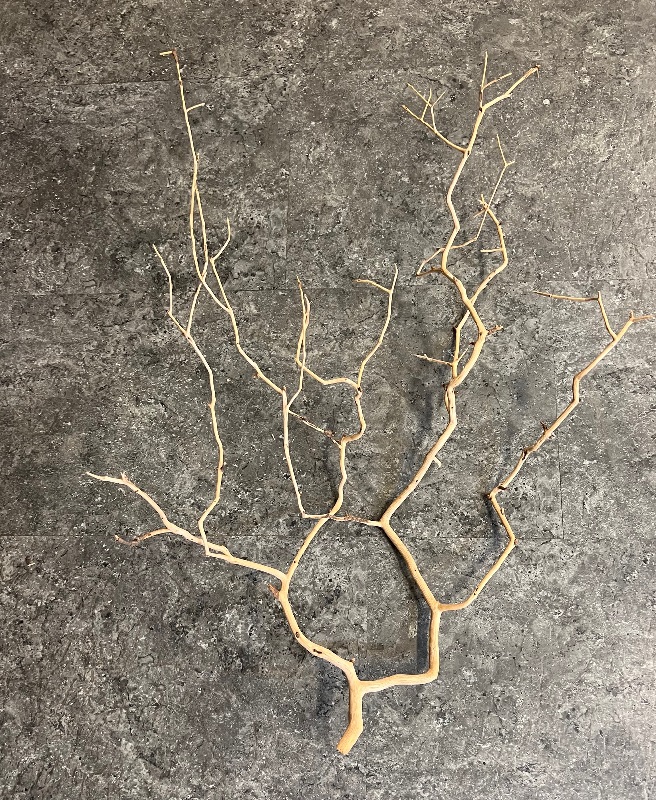 Ein trockener, heller Ast liegt auf einem grauen, strukturierten Untergrund. Der Ast verzweigt sich mehrfach in dünnere Äste.
