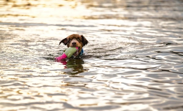 DOOG Seals Water Toy