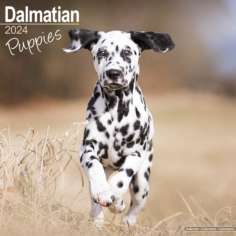 Kalender 2024 Dalmatiner - Welpe - Puppie