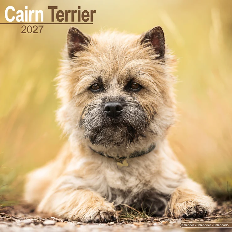 Calendario 2026 Cairn Terrier