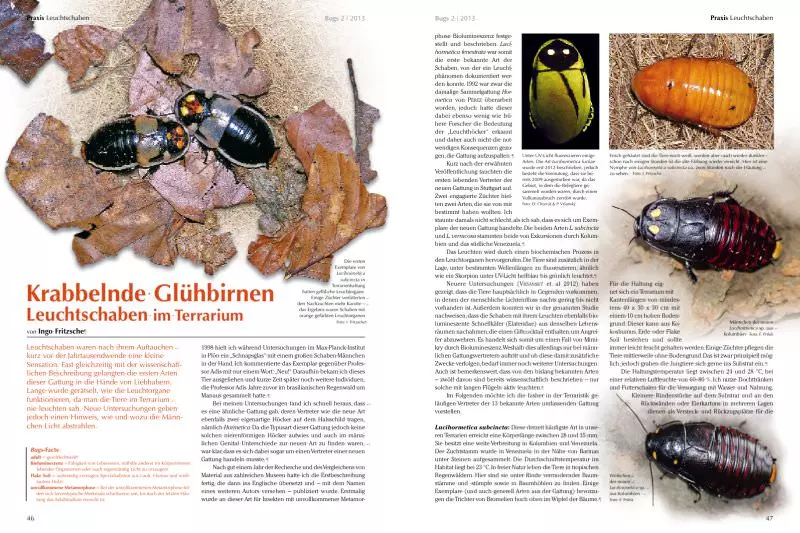 bugs-02-zwergvogelspinnen-3 Bugs Nr. 02 - Zwergvogelspinnen