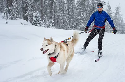 Omnijore Dog Harness 