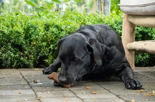 Snack insectes Bugbone Snack insectes Bugbone