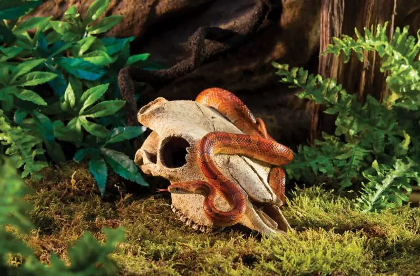 Buffalo Skull / Cachette sûre