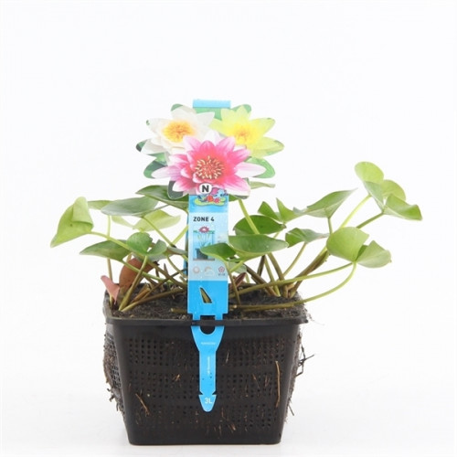 Nénuphar en pot avec des fleurs jaunes, blanches et roses et des feuilles vertes, entre lesquelles se trouve une fiche bleue avec des infos.