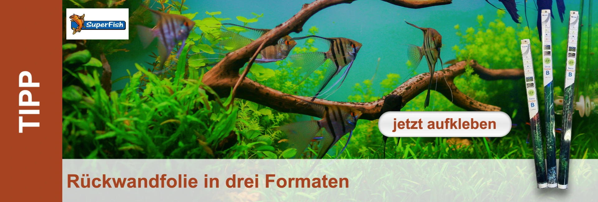 Ein lebendiges Aquarium mit mehreren gestreiften Skalaren, die durch dichtes Grün von Wasserpflanzen und um verzweigtes Wurzelholz gleiten. Der aquablaue Hintergrund verleiht Tiefe. Rechts drei gerollte Rückwandfolien.