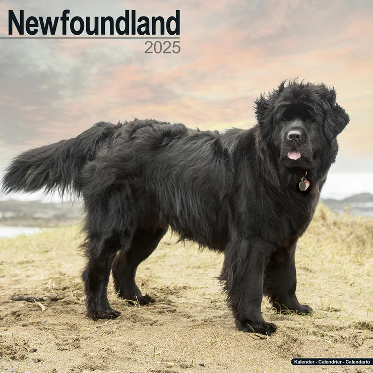 Calendrier 2025 Neufundländer - Newfoundland