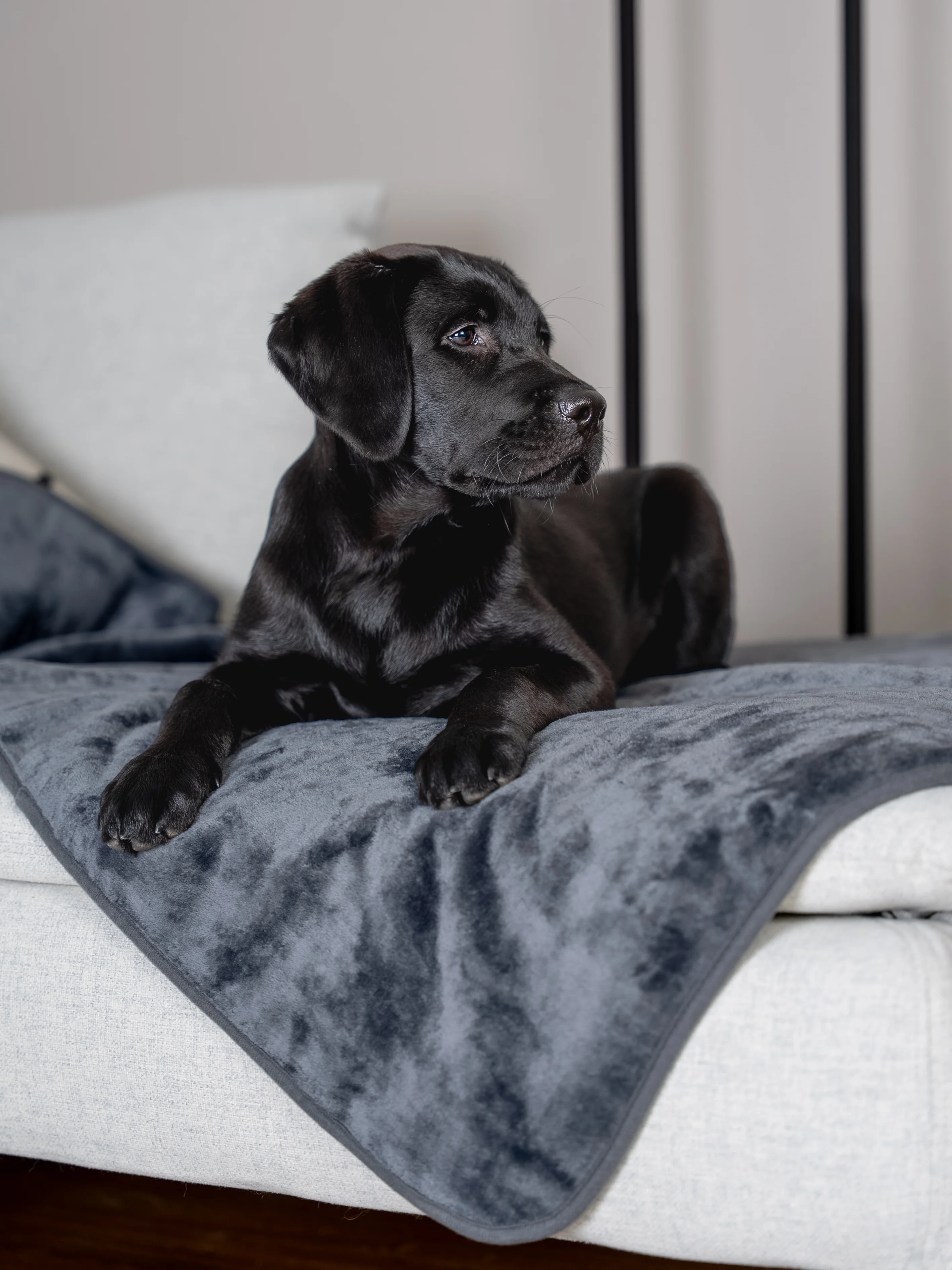 Un cucciolo di Labrador nero giace su una coperta grigia impermeabile per cani su un divano e guarda a destra.