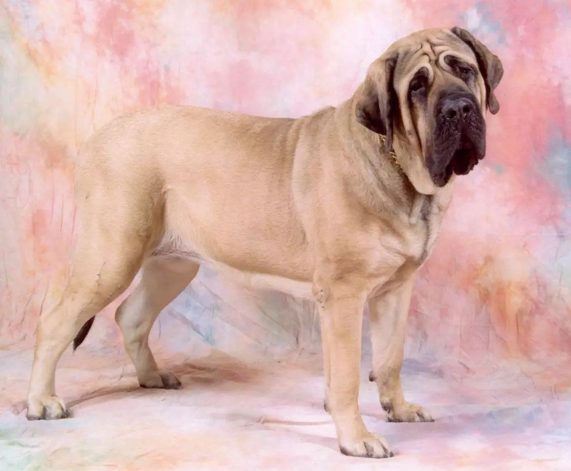 mastiff-dog Mastiff