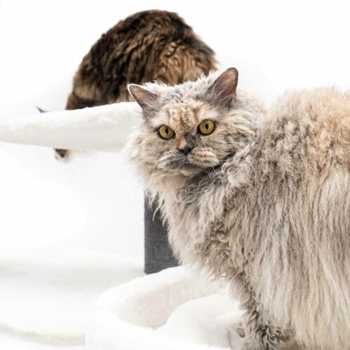 Neugierige Katze mit gelocktem, hellgrau-beigem Fell und leuchtend gelben Augen blickt nach vorn. Im unscharfen Hintergrund sitzt eine dunkelbraune Katze auf einer höheren Ebene des weißen Kratzbaums, Rücken zum Betrachter.