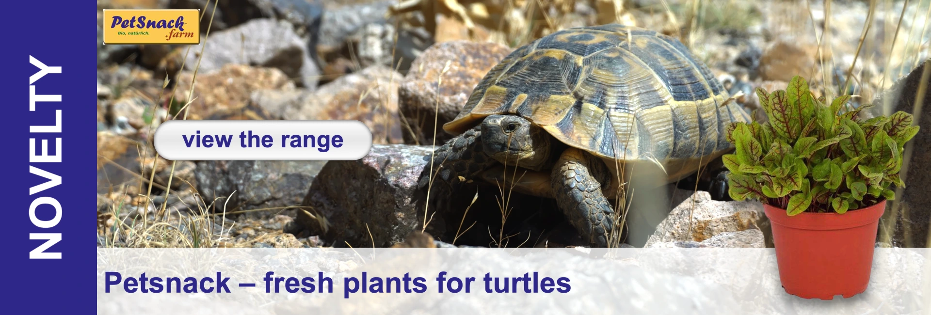 A tortoise with a patterned shell walks across dry, stony ground, surrounded by sparse grasses. Next to it stands a fresh green plant with red veins in a red pot. PetSnack advertisement.