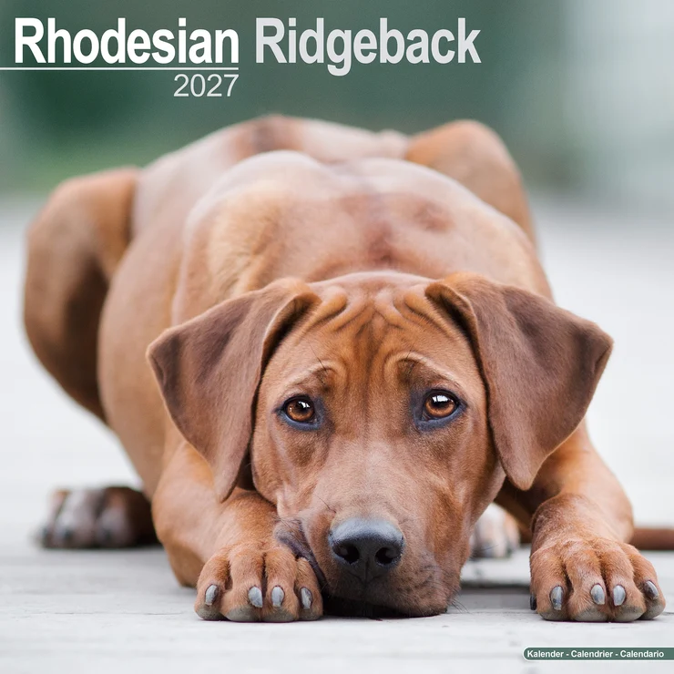 Kalender 2027 Rhodesian Ridgeback