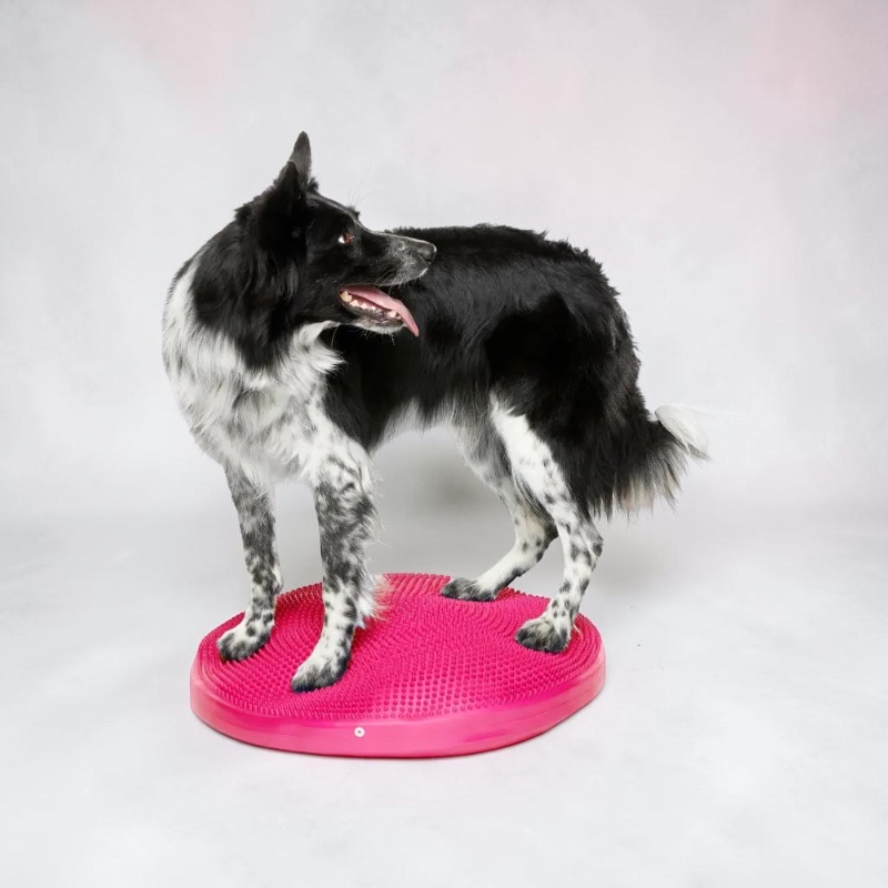 Ein schwarz-weißer Hund steht auf einer runden, leuchtend pinken Balance-Disk. Die genoppte Scheibe ist instabil, der Hund hält das Gleichgewicht und blickt über die rechte Schulter – Zeichen von Konzentration beim Koordinationstraining.