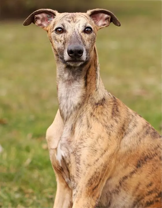 whippet57c8184e35831 Whippet