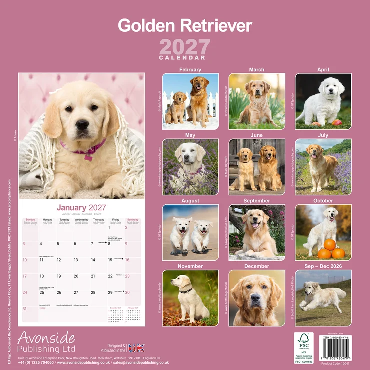 Kalender 2027 Golden Retriever