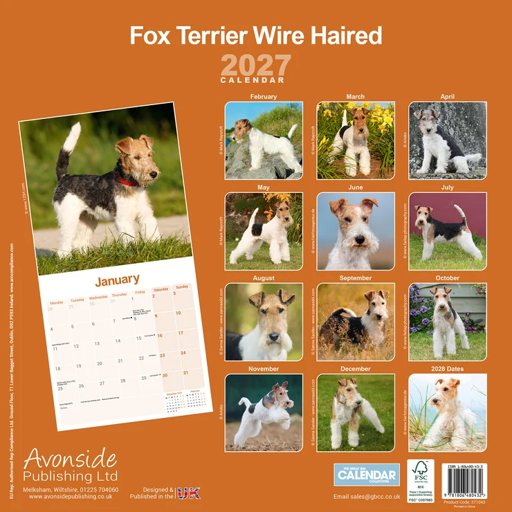 Kalender 2027 Fox Terrier Wirehaired