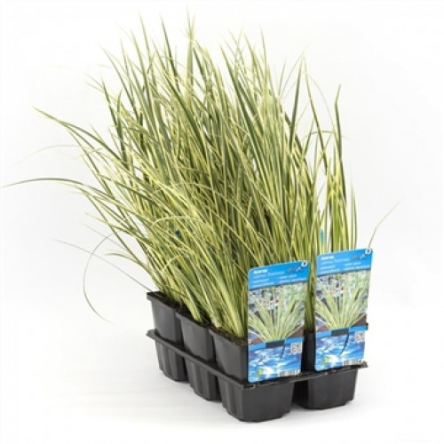 Several pots of tall, green and white striped grass in black plastic packaging against a white background.