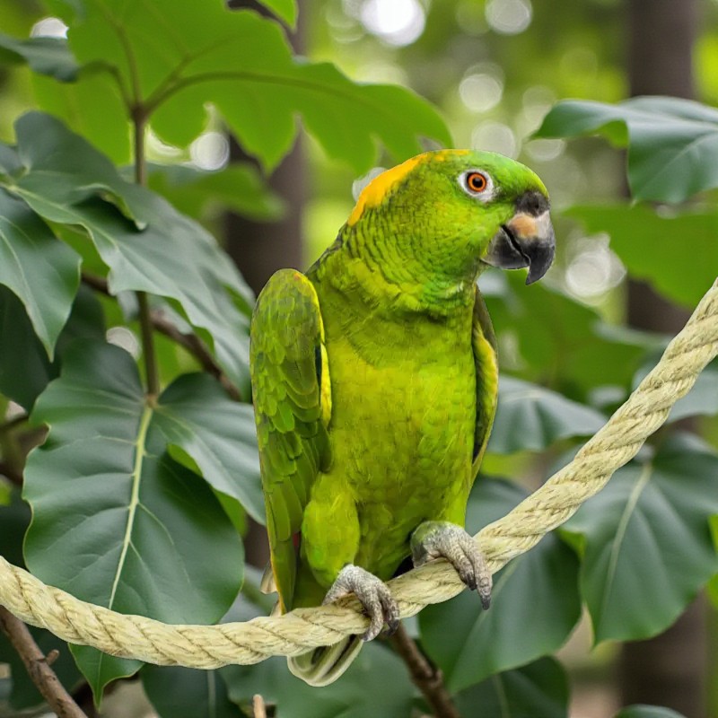 Green parrot sits on a thick sisal rope in front of a green leaf background.