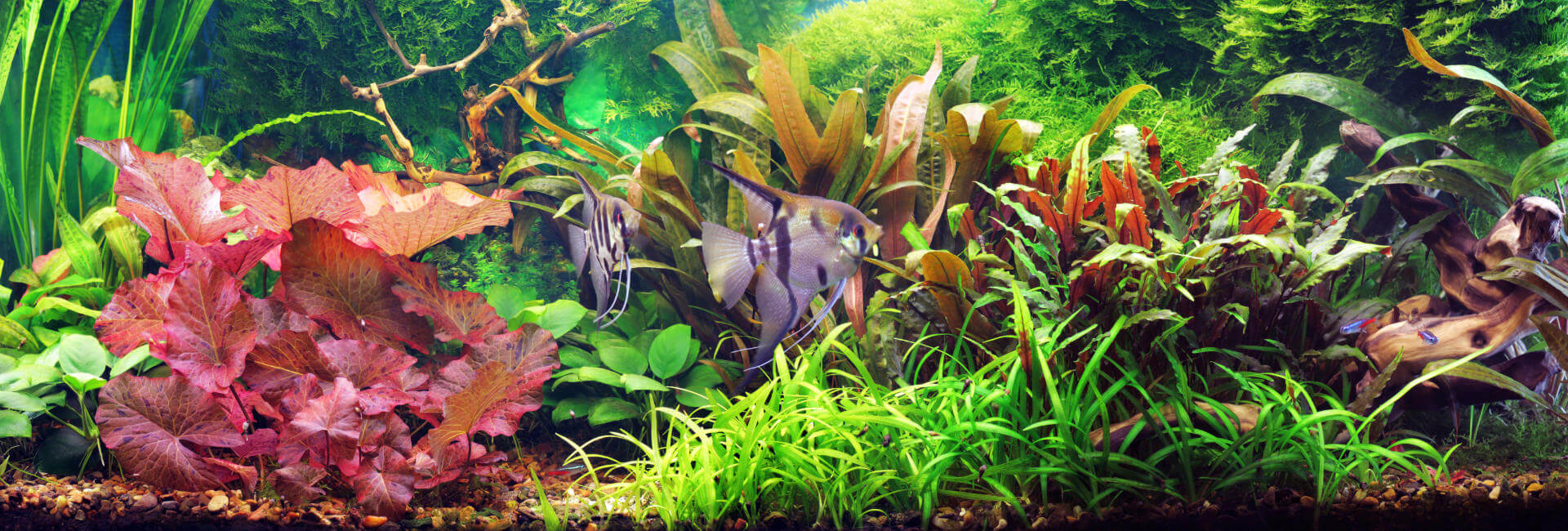 Aquarium Pflanzen In-Vitro