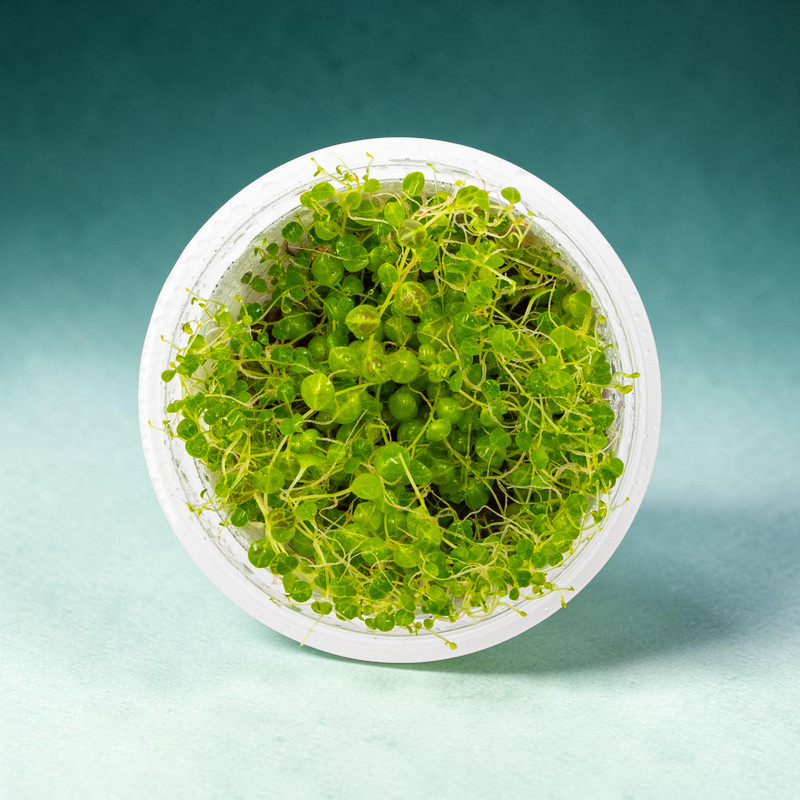 Tropica Terra-2-grow Peperomia prostrata