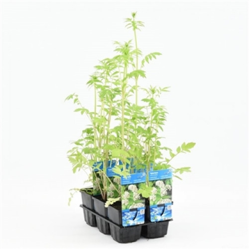 Jeunes plants dans une plaque de culture noire avec des étiquettes bleues sur fond blanc.