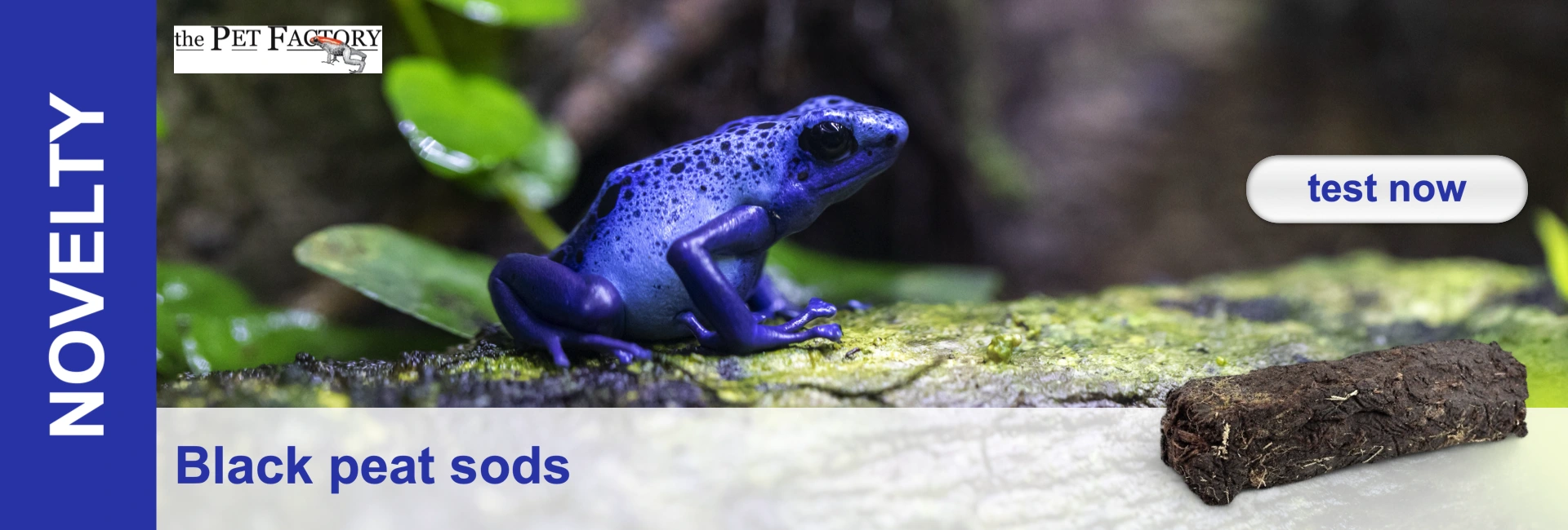 A blue poison dart frog sits on a moss-covered branch in front of a blurred green background. A lump of black peat lies in the foreground.