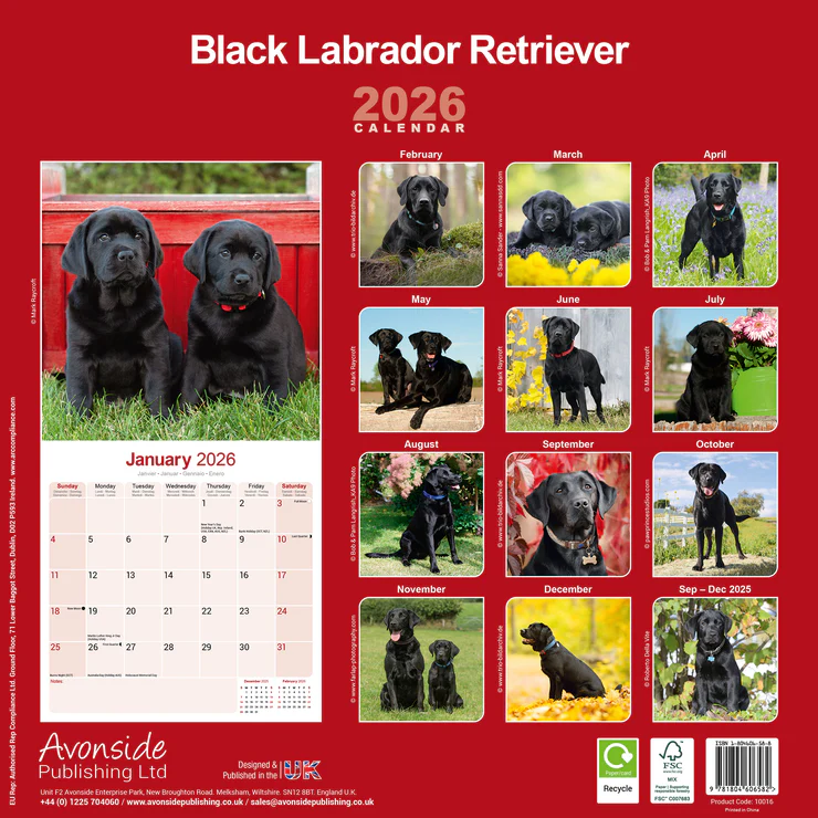 Calendar 2025 Labrador Retriever schwarz (Black)