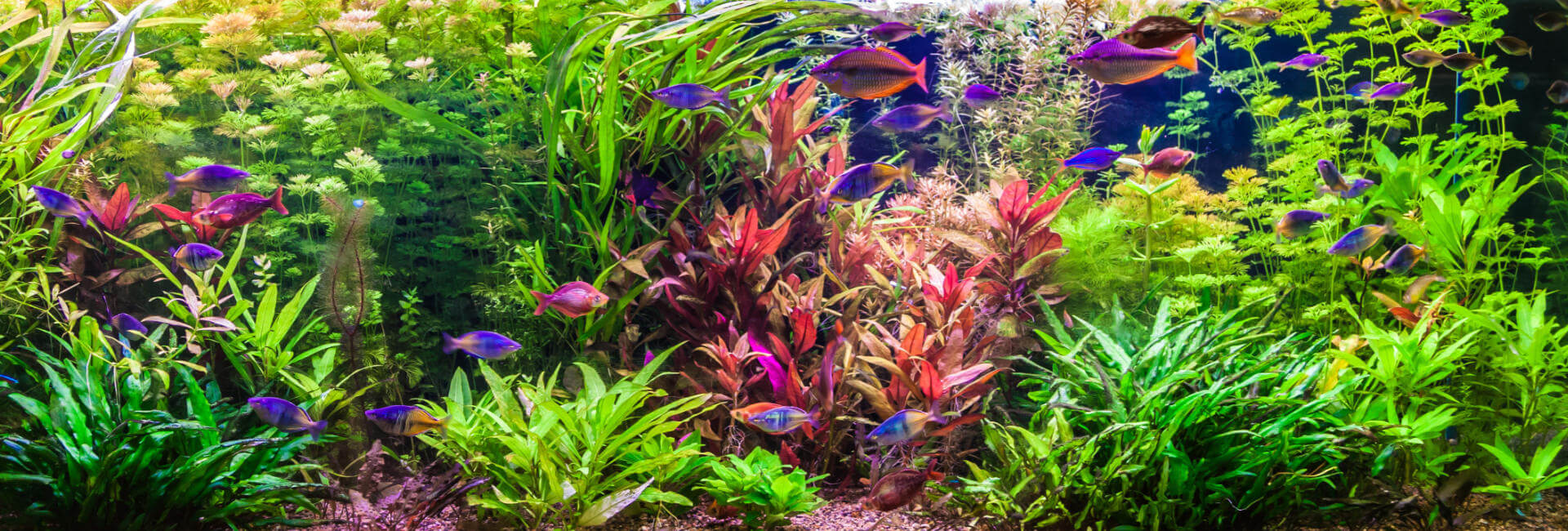 Aquarium Pflanzen für Gesellschaftsaquarium