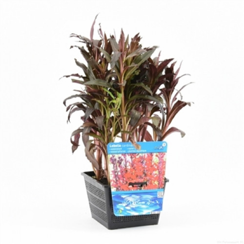 A Lobelia cardinalis plant in a black, square plastic pot against a white background.