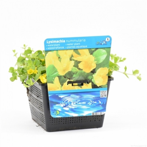 Una pianta acquatica Bachbungen in un vaso a traliccio nero, con fiori gialli e un'etichetta con le cime che girano per l'acqua.