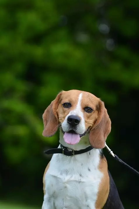 beagle-pixabay Beagle