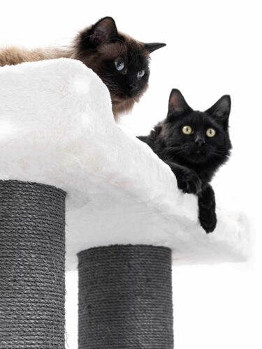 Due gatti – uno marrone-nero con gli occhi blu e l’altro nero con gli occhi gialli – riposano sulla morbida piattaforma color avorio di un robusto tiragraffi. Sotto di loro, due spessi tronchi del modello Siberian 200 rivestiti di sisal grigio.