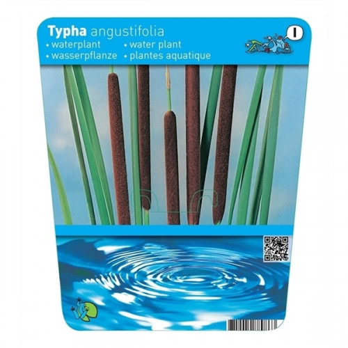 Auf einem Etikett sind Rohrkolben und grüne Blätter dargestellt, darunter ein Bild von Wasser mit Wellen.