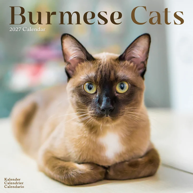 Kalender 2027 Burma-Katze - Burmese Cats