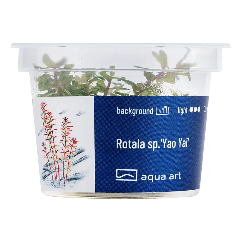 Rotala sp. Yao Yai InVitro