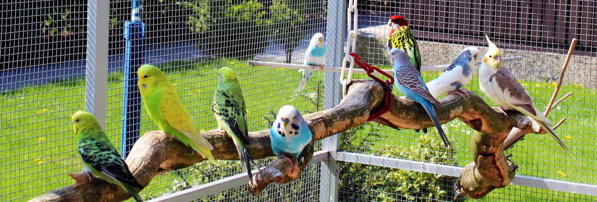 Vogel allgemein - Warum kann ein Vogel fliegen?