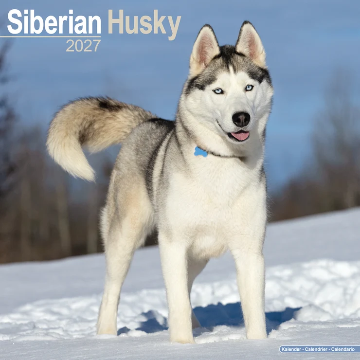 Kalender 2027 Siberian Husky