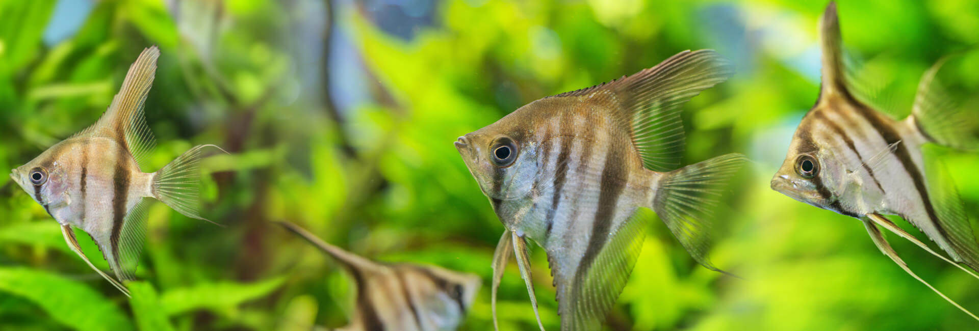 Aquarium Pumpen Aquarium Pumpen