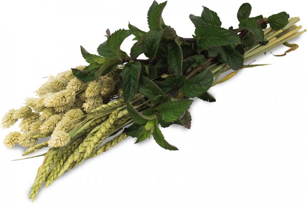 A bundle of various plants against a white background. On the left, cream-coloured, fluffy grass spikes, next to them greenish-brown cereal spikes. Top right and in the centre, a sprig of fresh, dark green mint leaves with reddish stems.